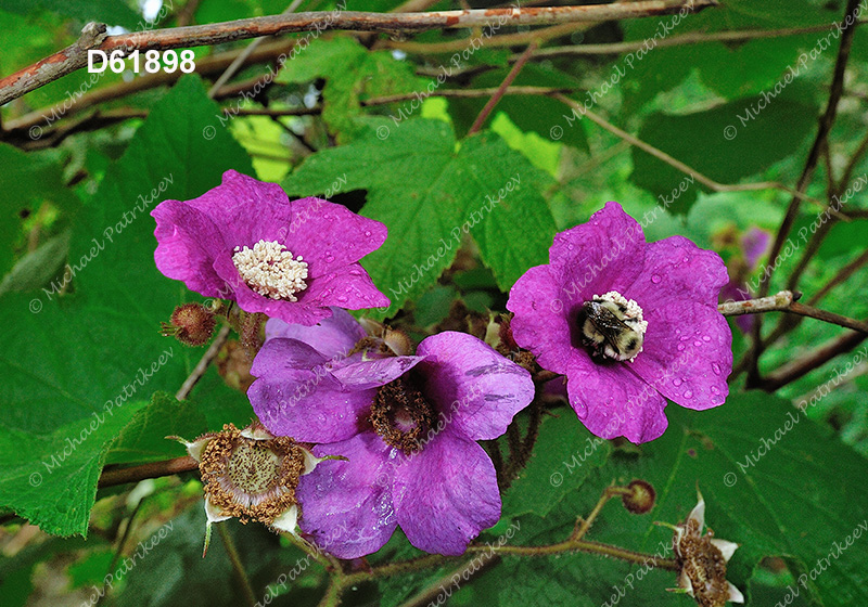 Purple-flowering Raspberry (Rubus odoratus)